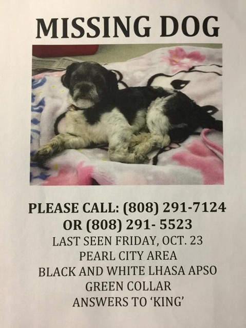 Another Missing Dog! Help bring KING home!